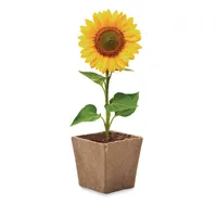Kit pentru cultivarea florii-so personalizat, vedere detaliu